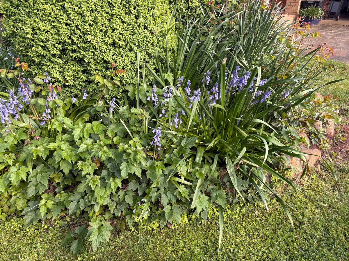 Spring into Safety: What Every Dog Owner Should Know
