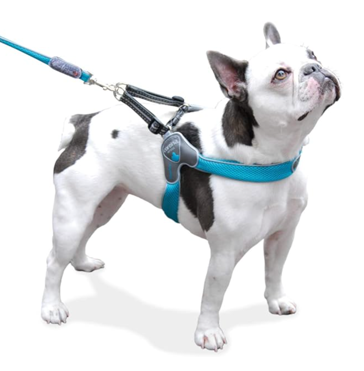 Harness