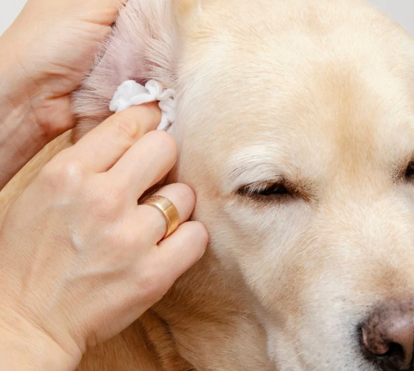 Eye & Ear Care