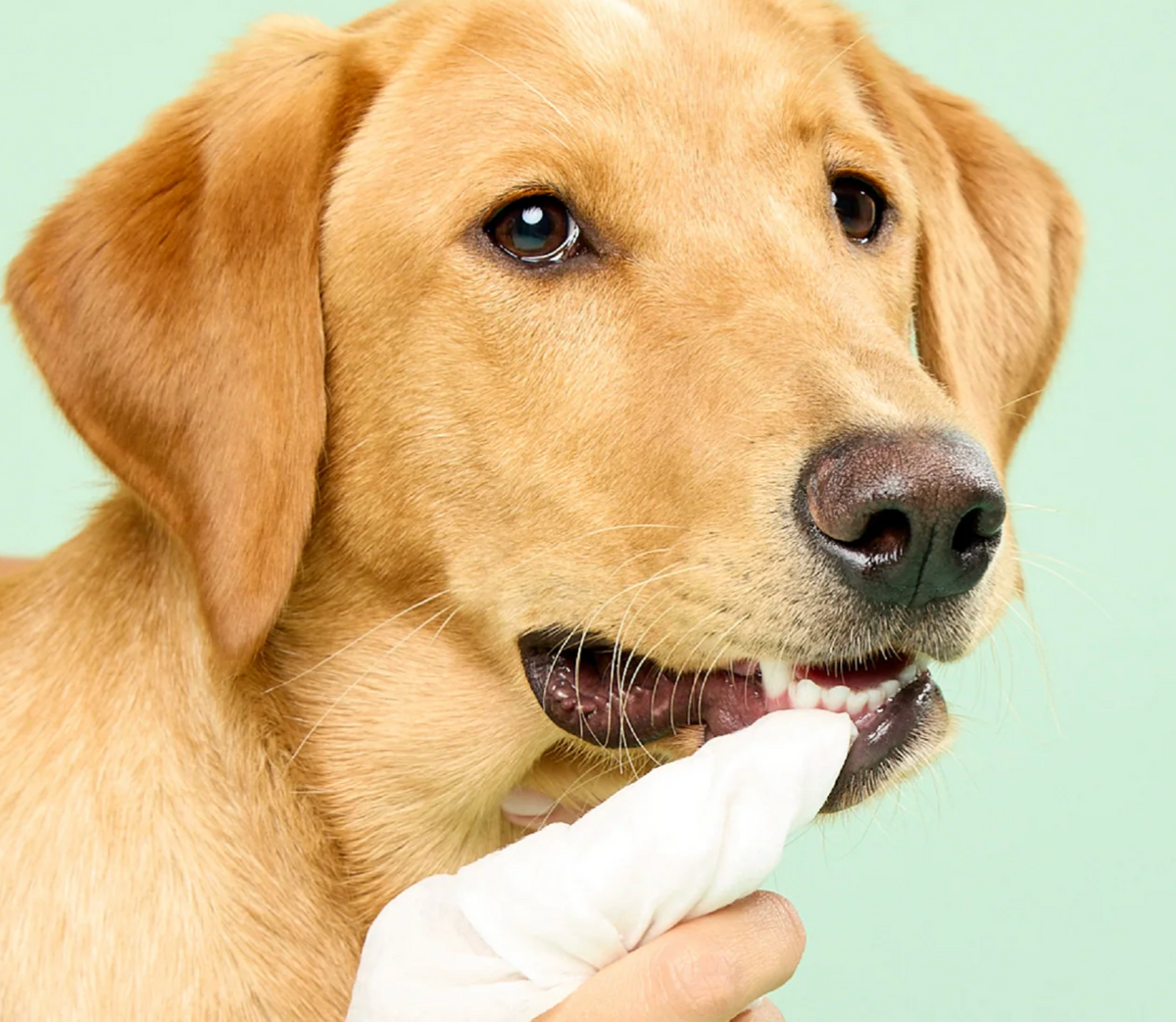 Dental Care