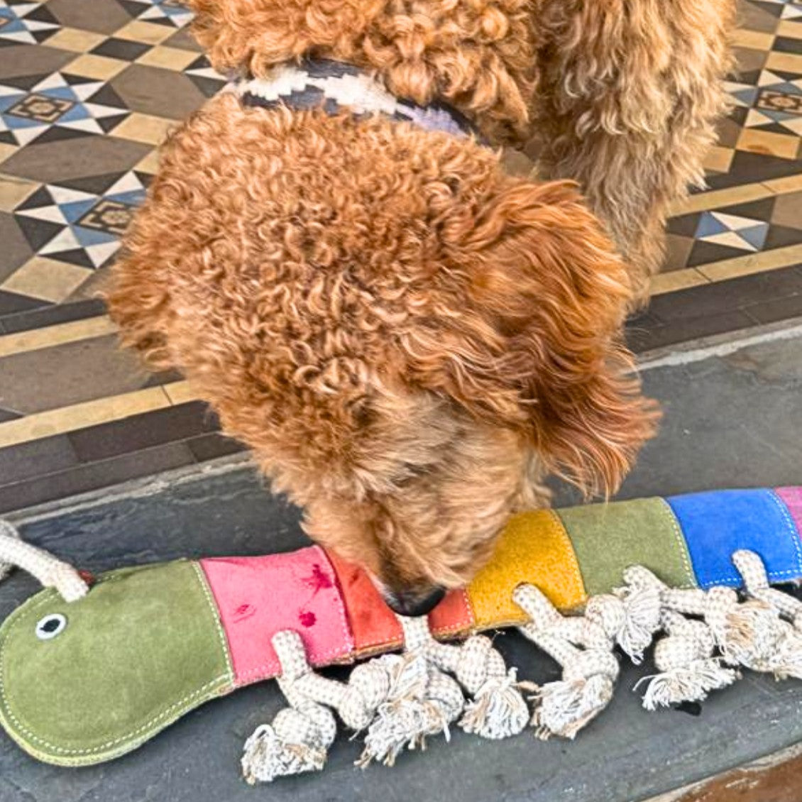 Giant Rainbow Gerti for Giant Dogs