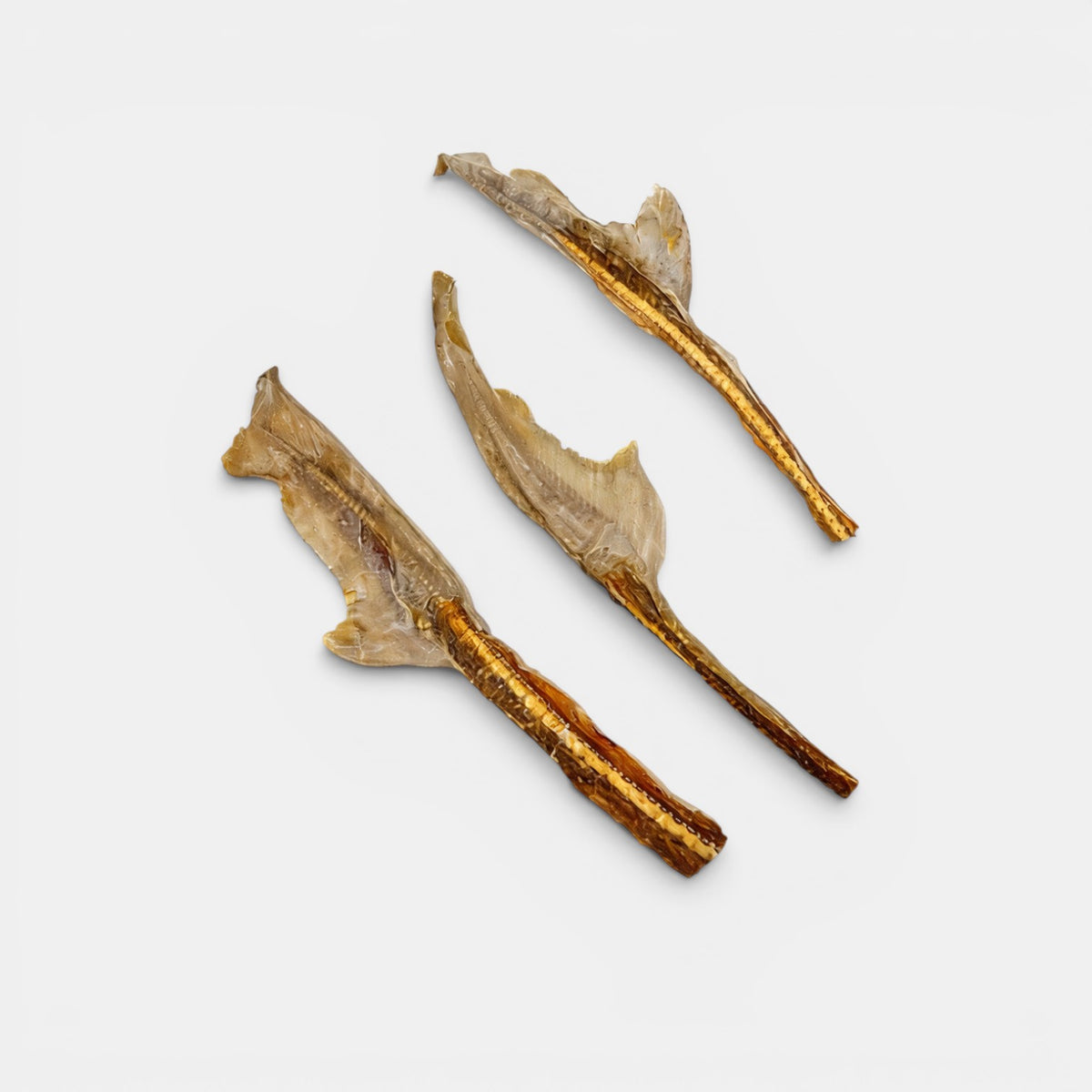 Shark Cartilage with Tail 200g