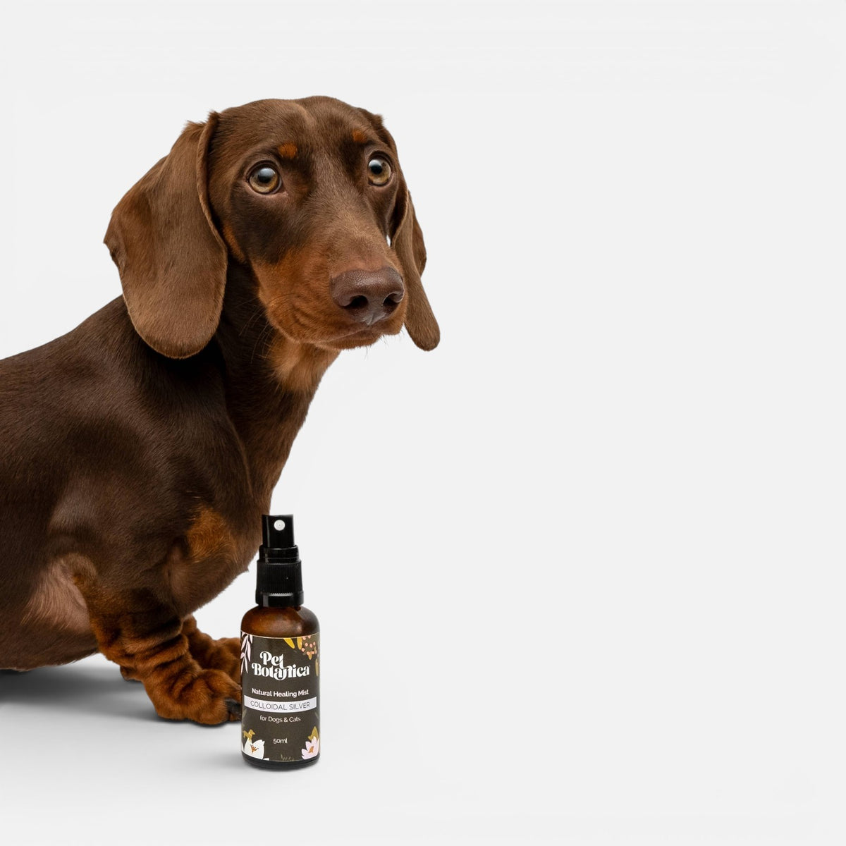 Colloidal Silver Healing Mist for Pets | Holistic, Natural