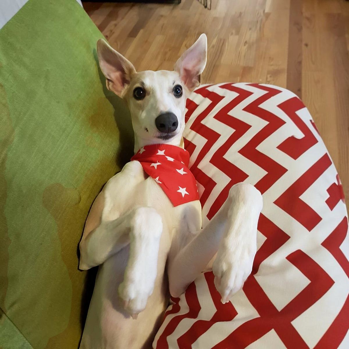 RED Star Puppy / Dog Tie on Bandana - Handmade