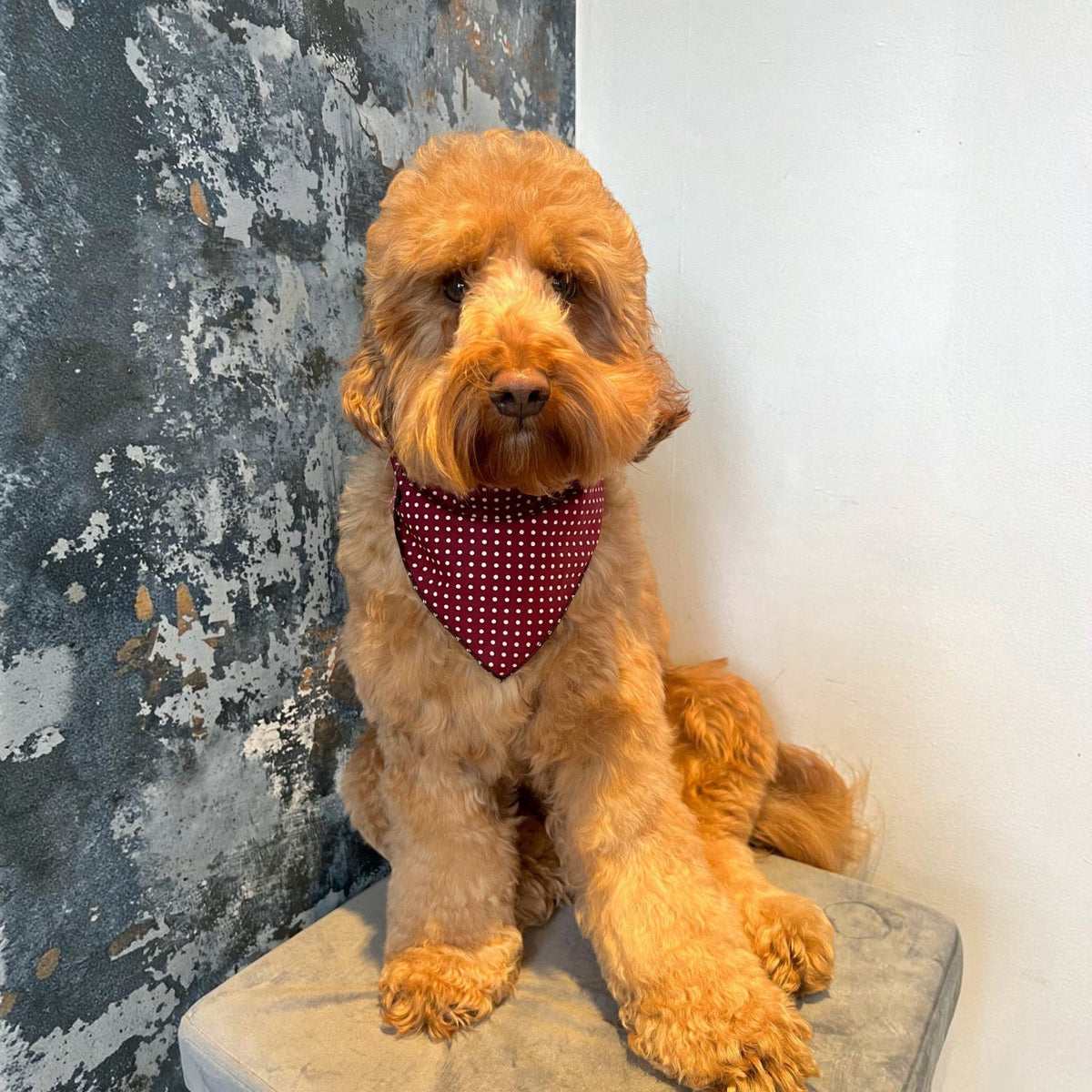 Olde English Red Polka Dot Dog Bandana (classic) - Handmade