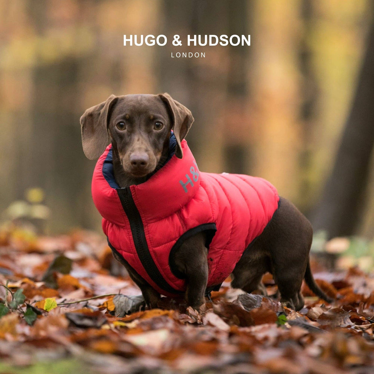 Reversible Dog Puffer Jacket - Red and Navy