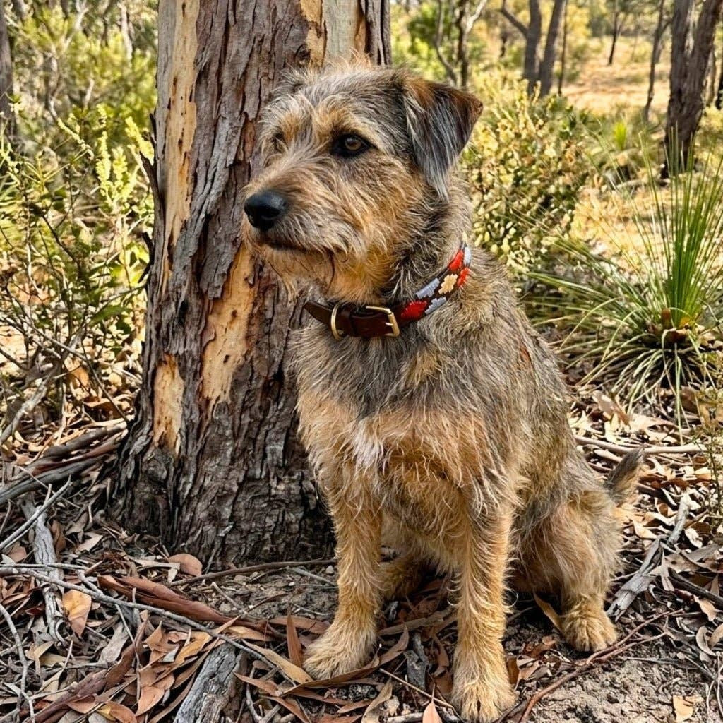 Polo Collar - Gabby
