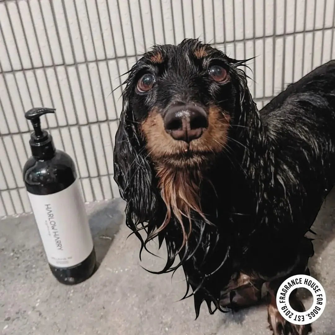 2-in-1 Conditioning Dog Shampoo | Hunter 33