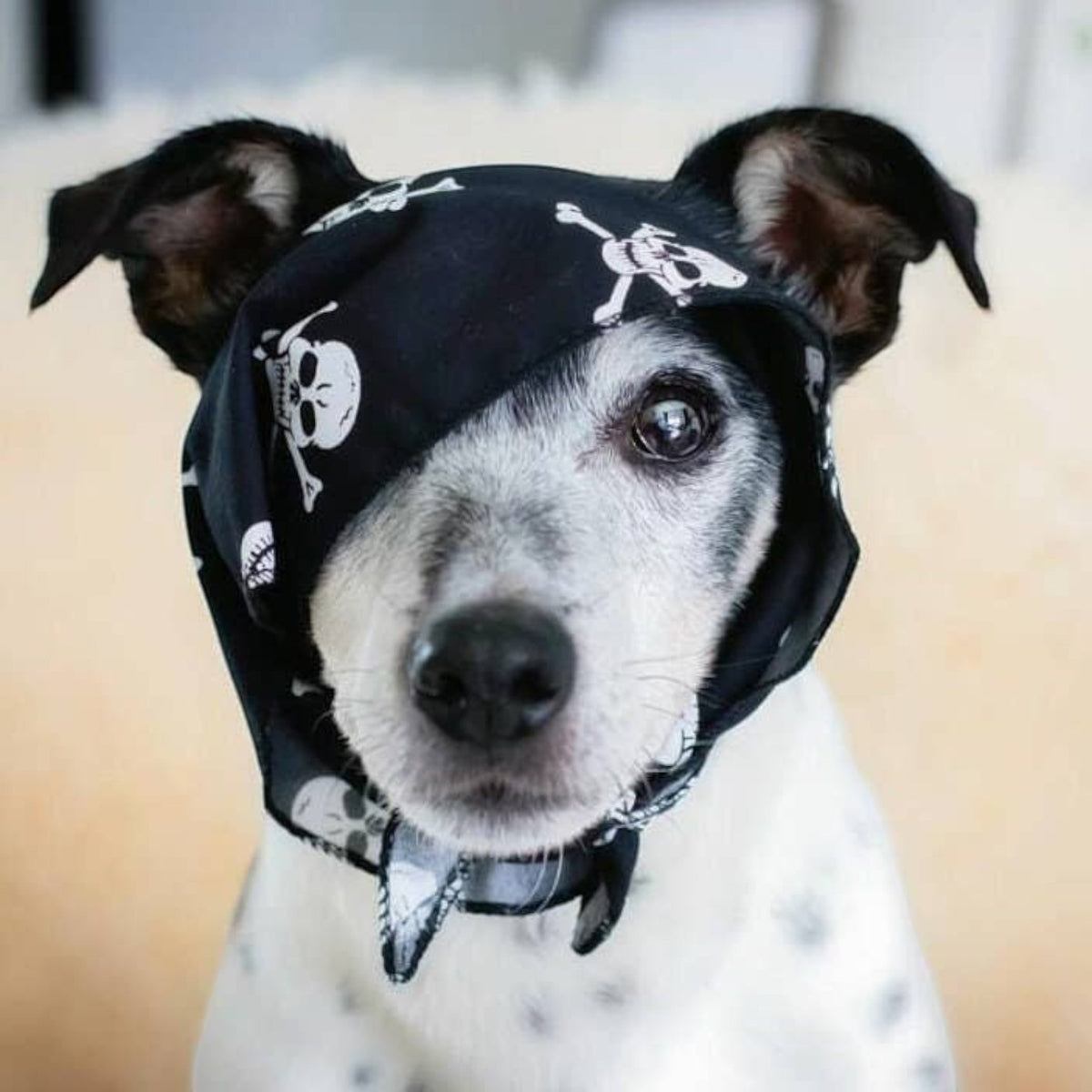 Black Skulls Puppy Dog Bandana - Handmade