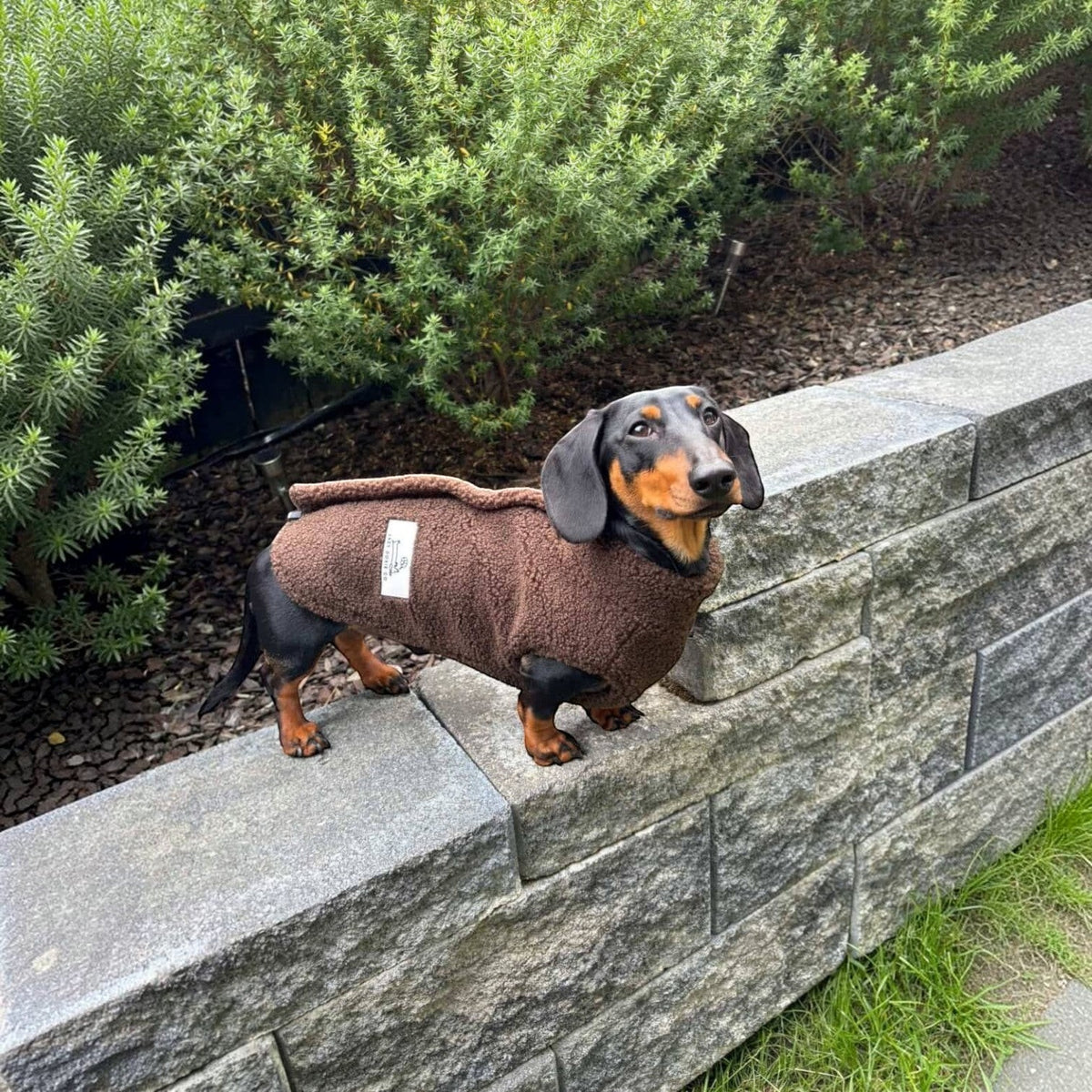 Teddy Fleece Doxie Coat