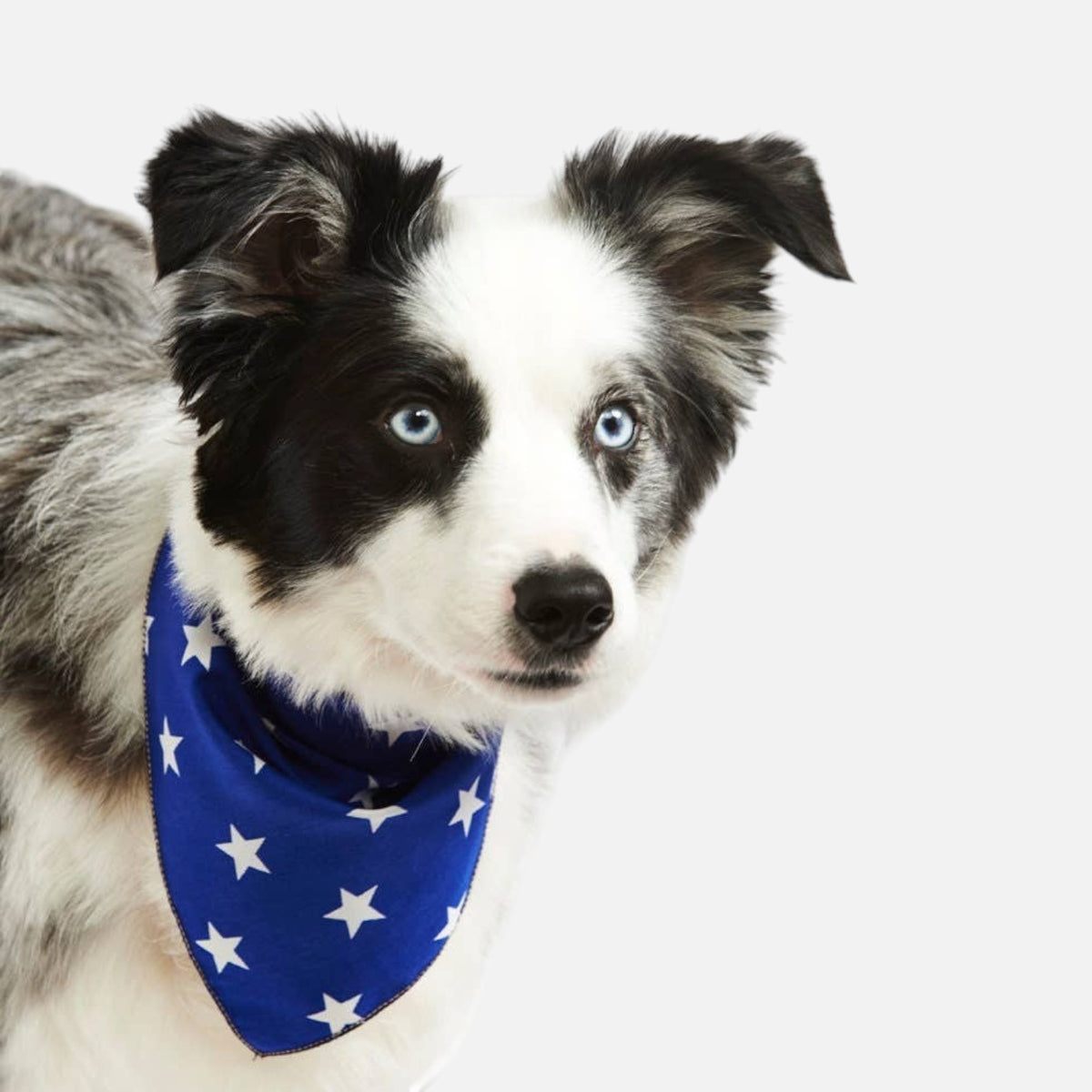 Blue Star Puppy Dog Tie on Bandana - Handmade