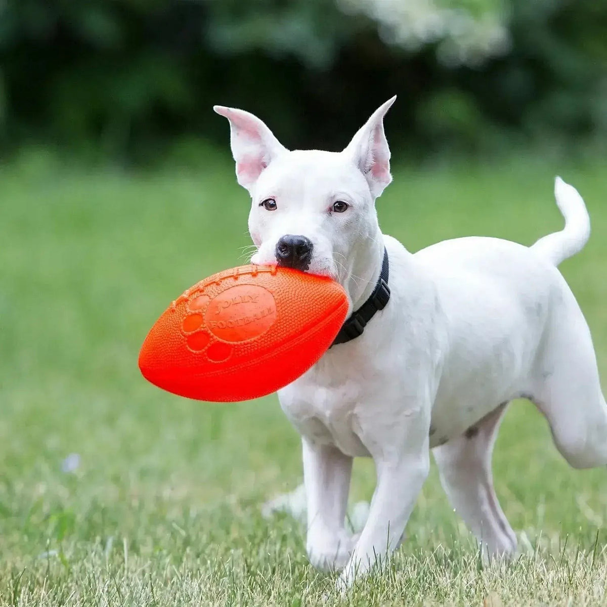 Football - Jolly Pets