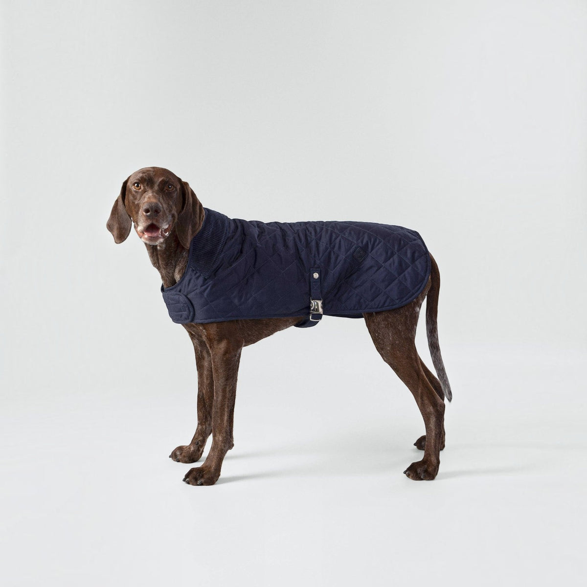 Hackett x Hugo Hudson Navy Quilted Dog Jacket