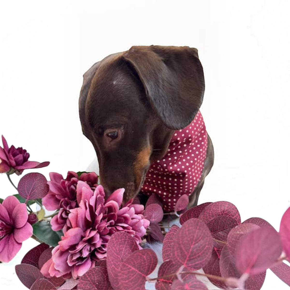 Olde English Red Polka Dot Dog Bandana (classic) - Handmade
