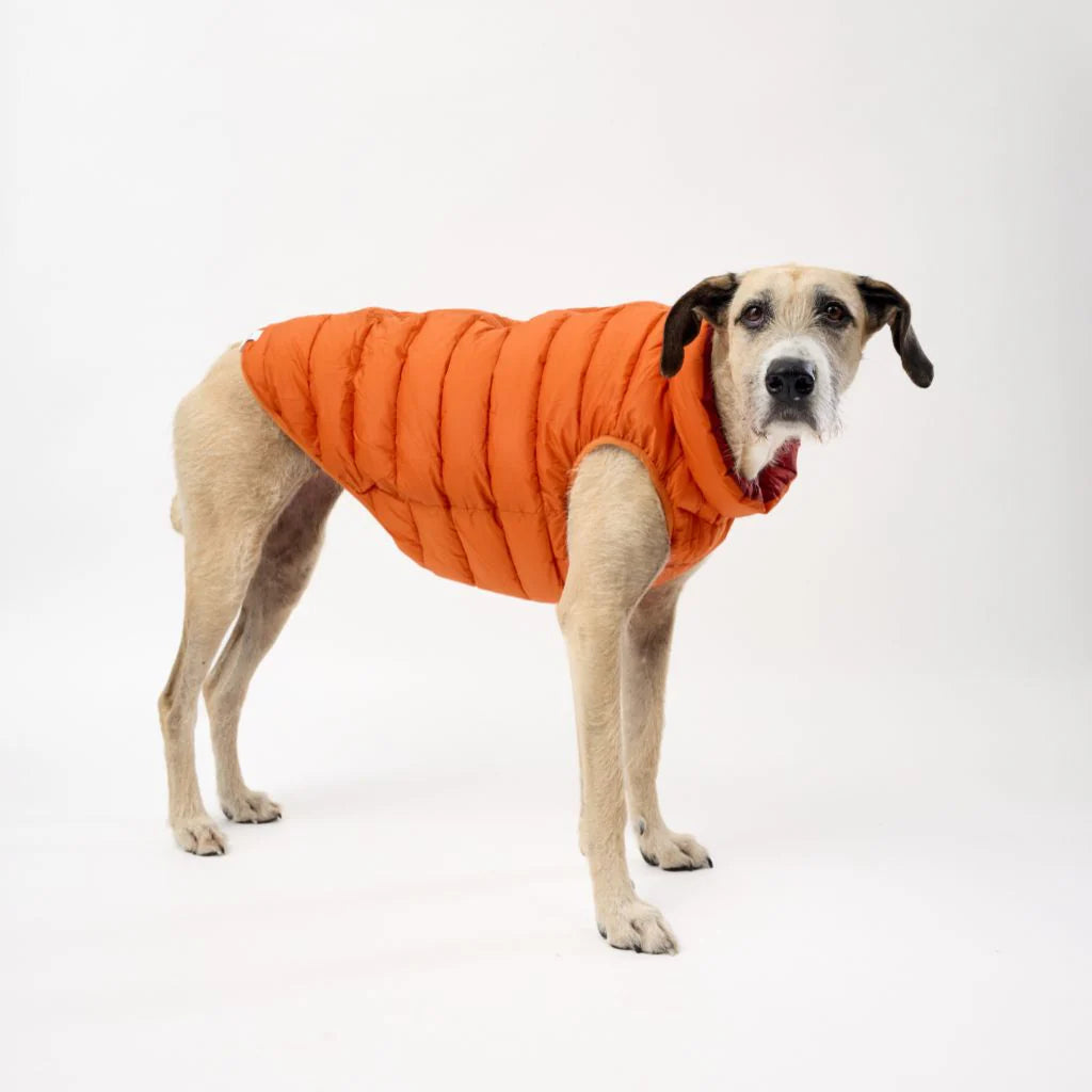 Reversible Dog Back Zipper Puffer Jacket with Harness Hole - Sunset Orange