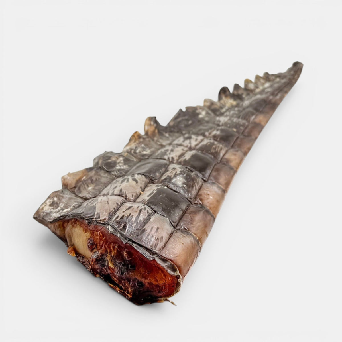Crocodile  Tail