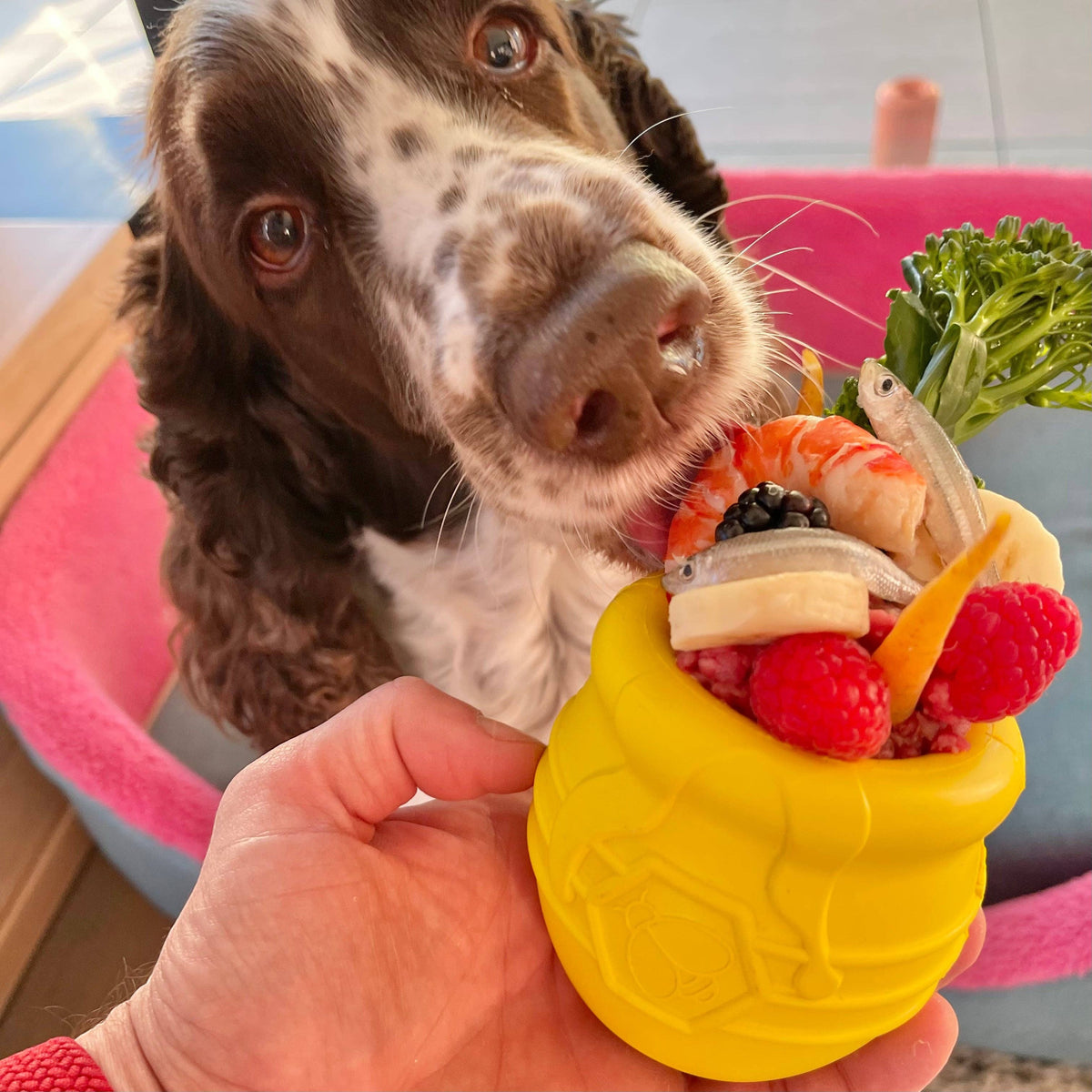 Honey Pot - Chew and Enrichment Toy