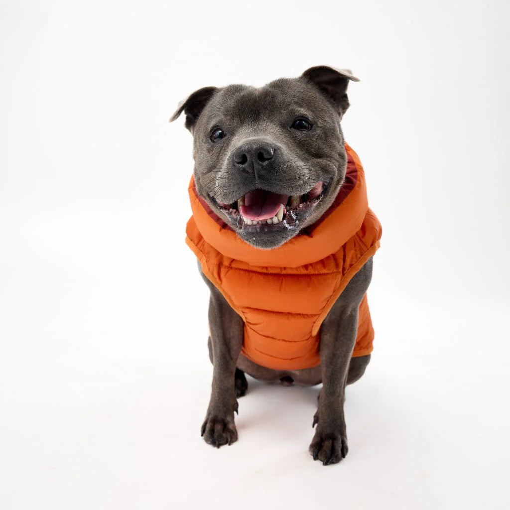 Reversible Dog Back Zipper Puffer Jacket with Harness Hole - Sunset Orange