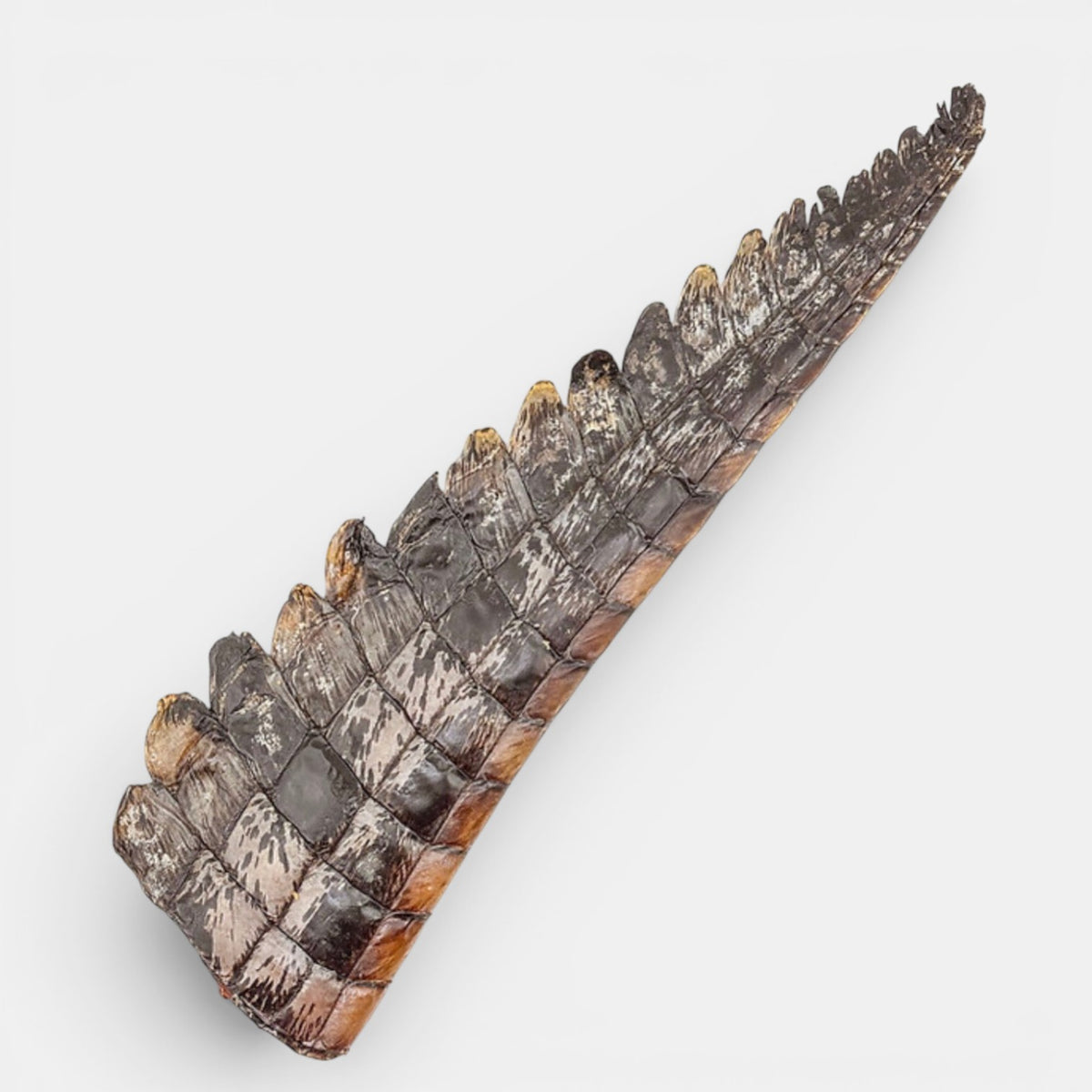 Crocodile  Tail