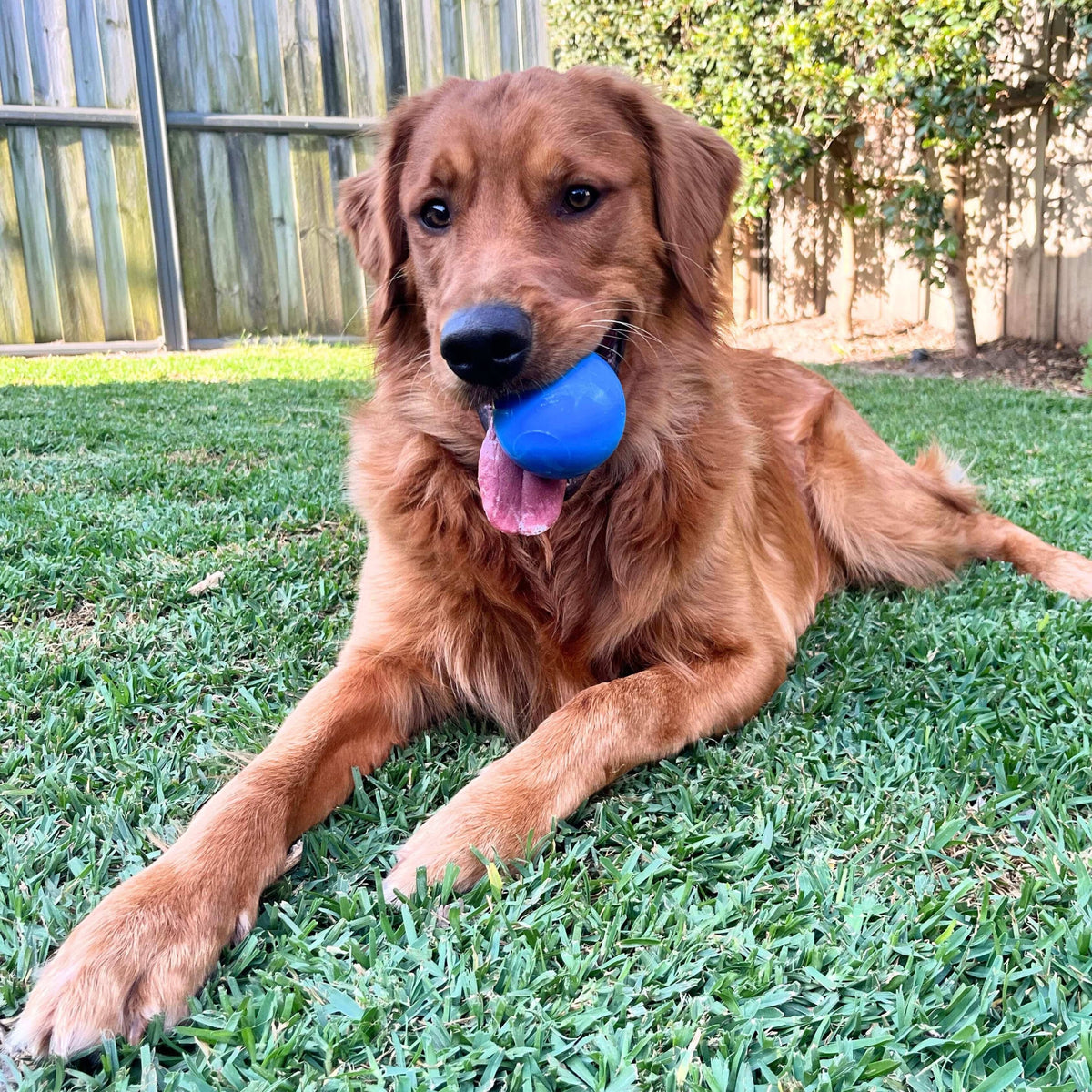 Glow in the Dark Squeak Ball (Chew & Retrieval Toy)