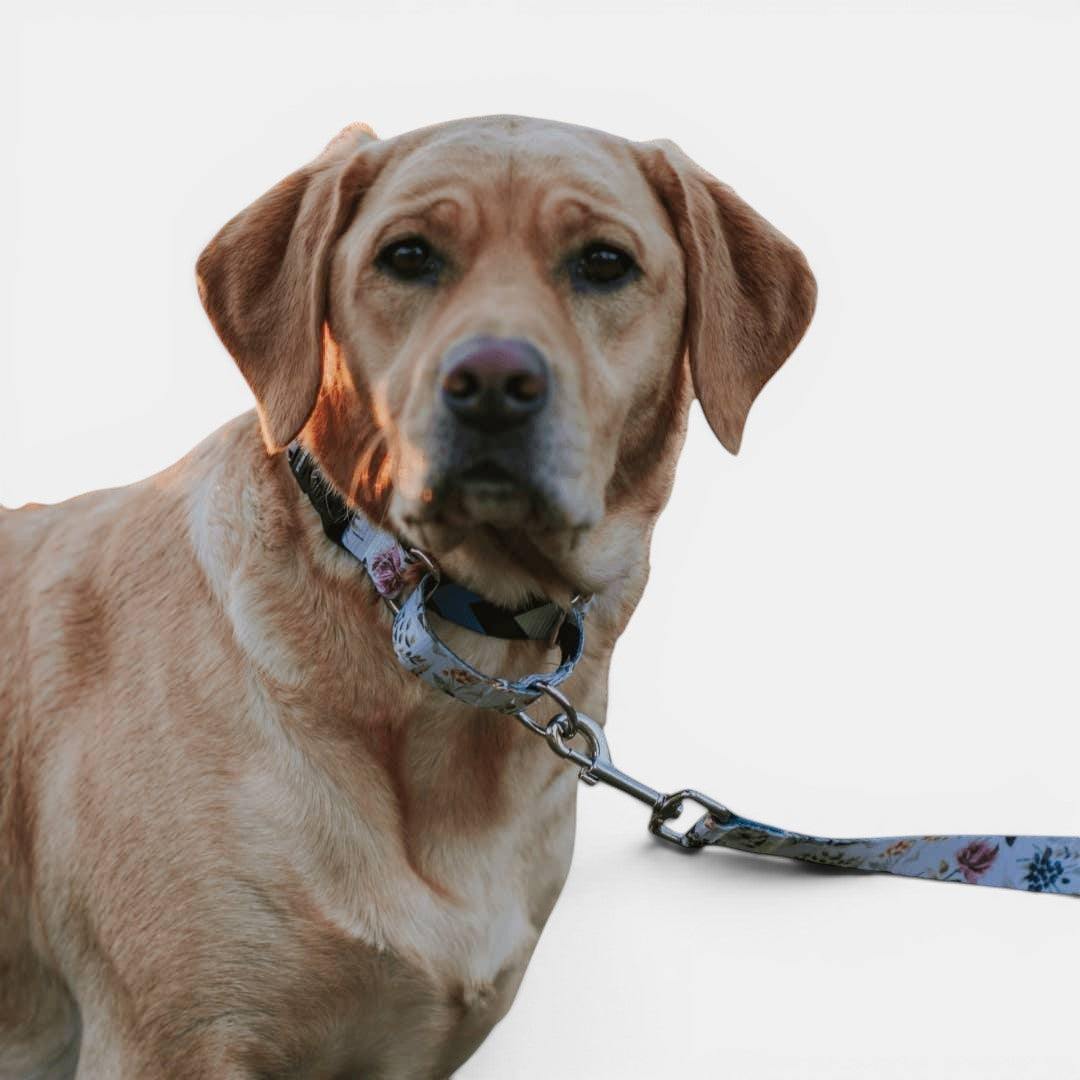 Evergreen Martingale Training Collar