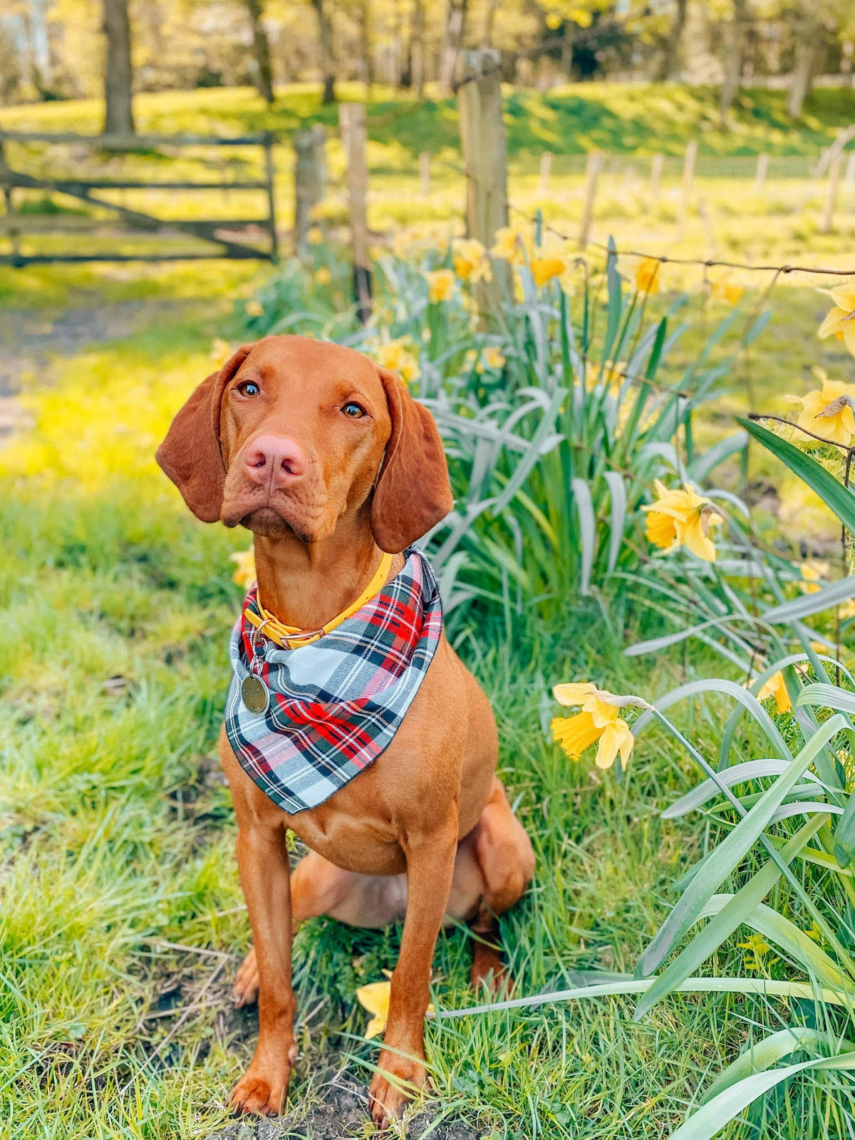 Alfies Red & White Tartan Plaid Puppy Dog Bandana - Handmade