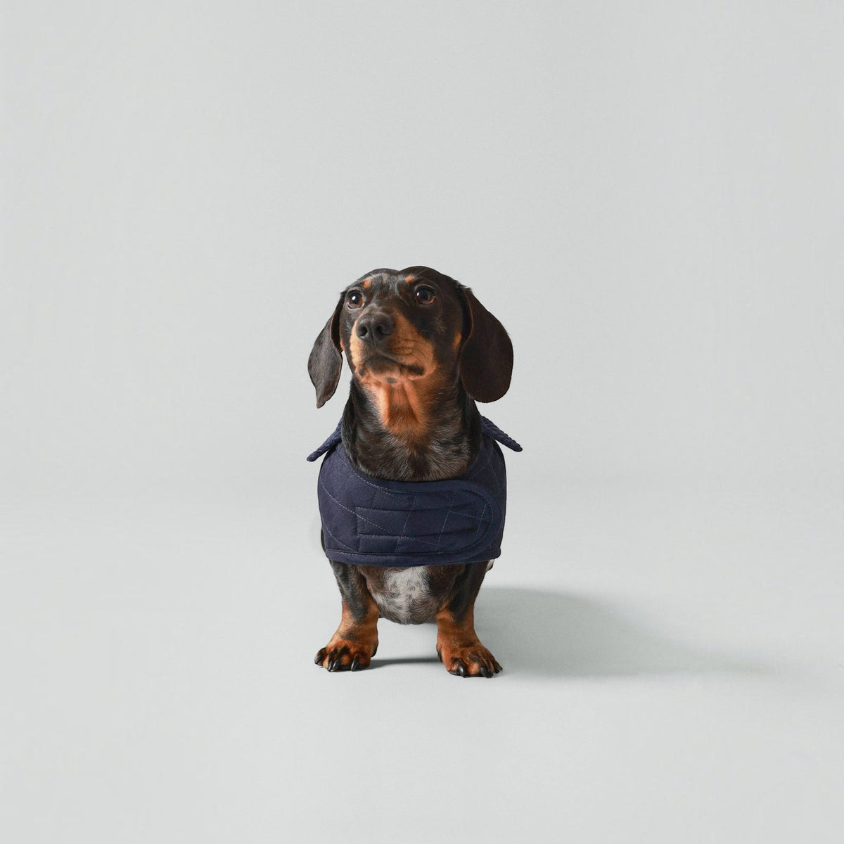 Hackett x Hugo Hudson Navy Quilted Dog Jacket