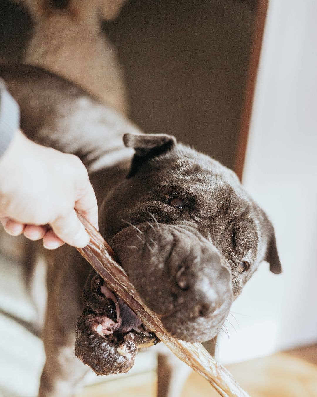 Extra Thick Bully Stick | Natural Dog Chew