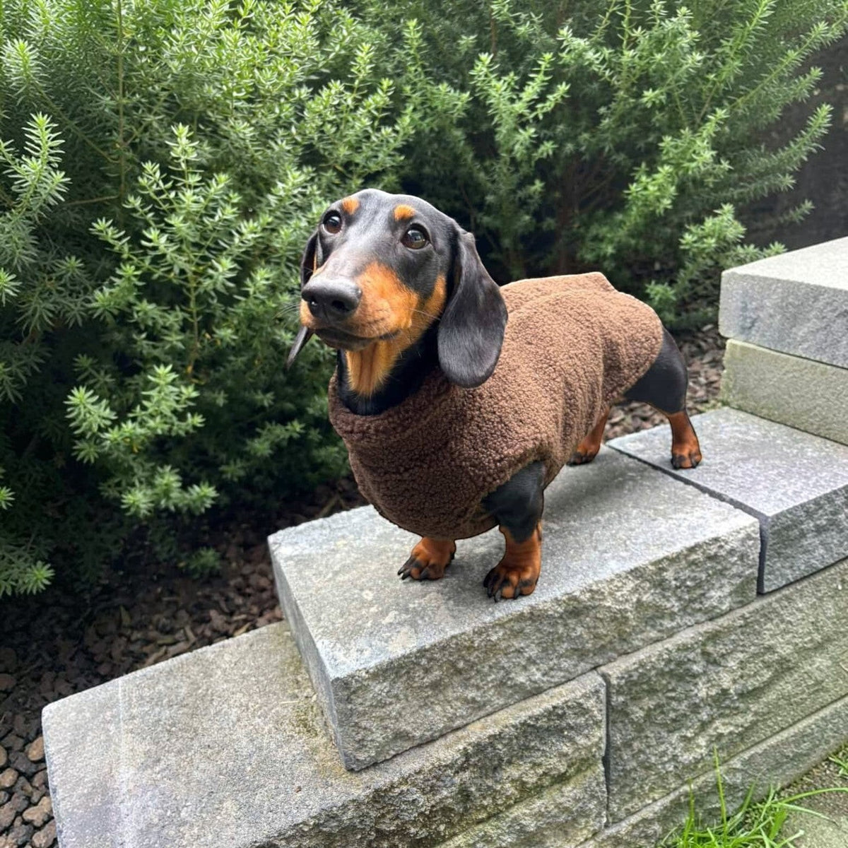 Teddy Fleece Doxie Coat