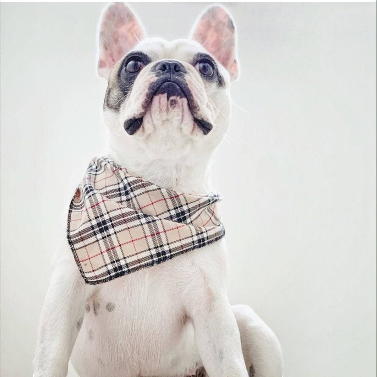 Classic Beige Barkberry Plaid Puppy Dog Bandana - Handmade
