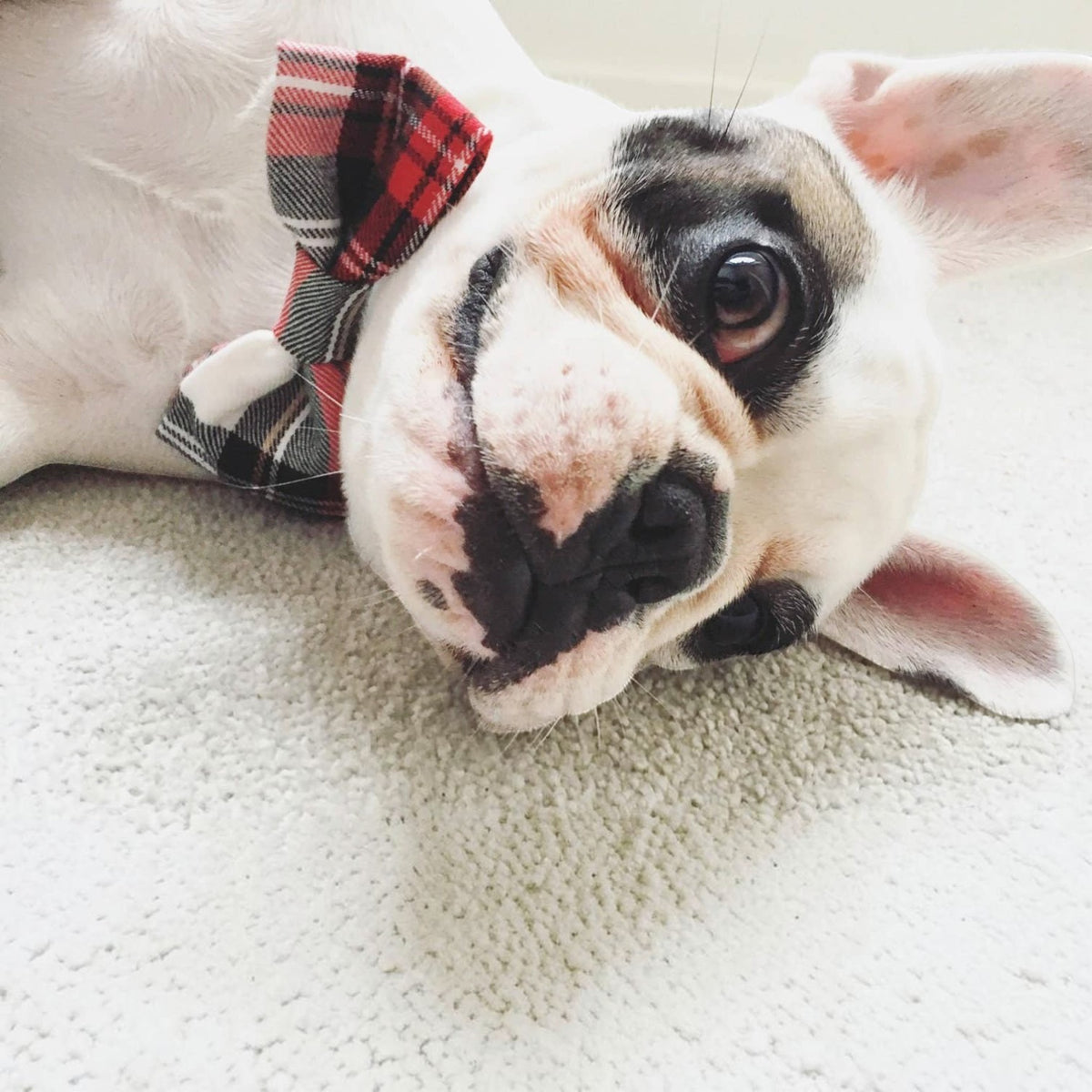 Alfies Red & White Plaid Tartan Puppy Dog Bow Tie