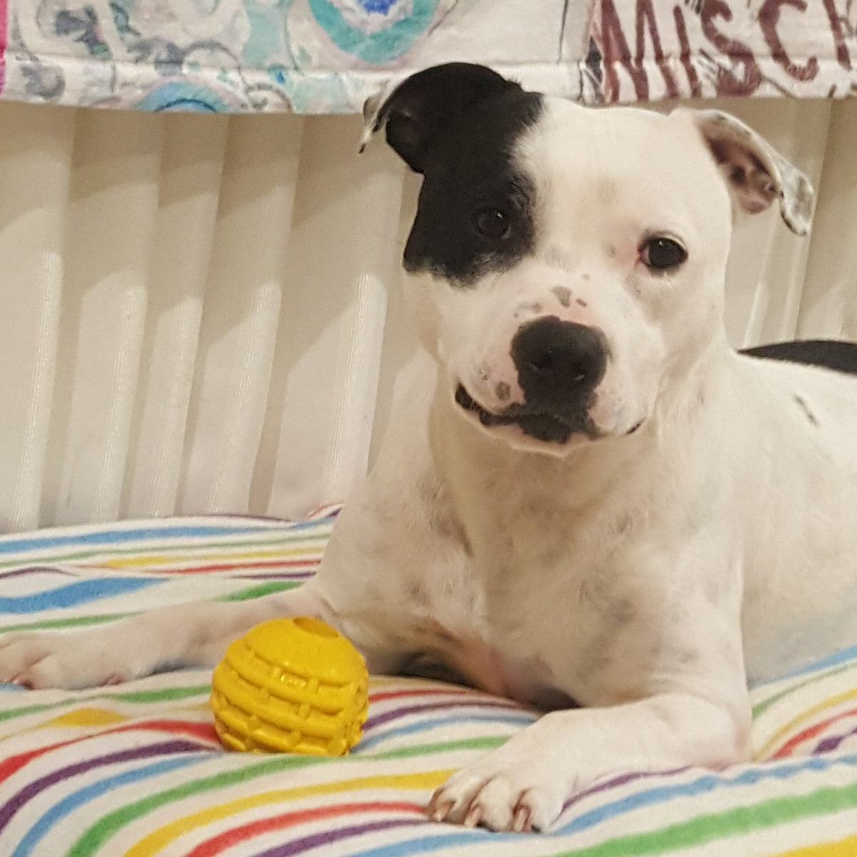 Industrial Dog Ball (Power Chewers)