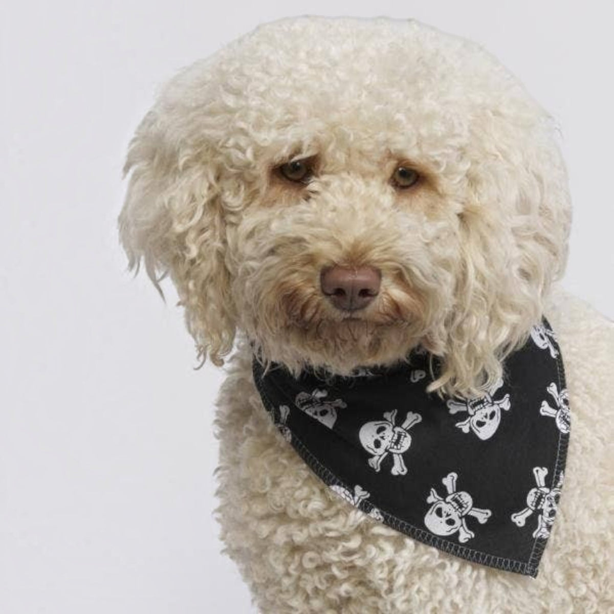 Black Skulls Puppy Dog Bandana - Handmade