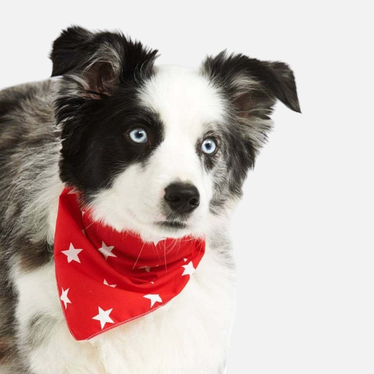 RED Star Puppy / Dog Tie on Bandana - Handmade