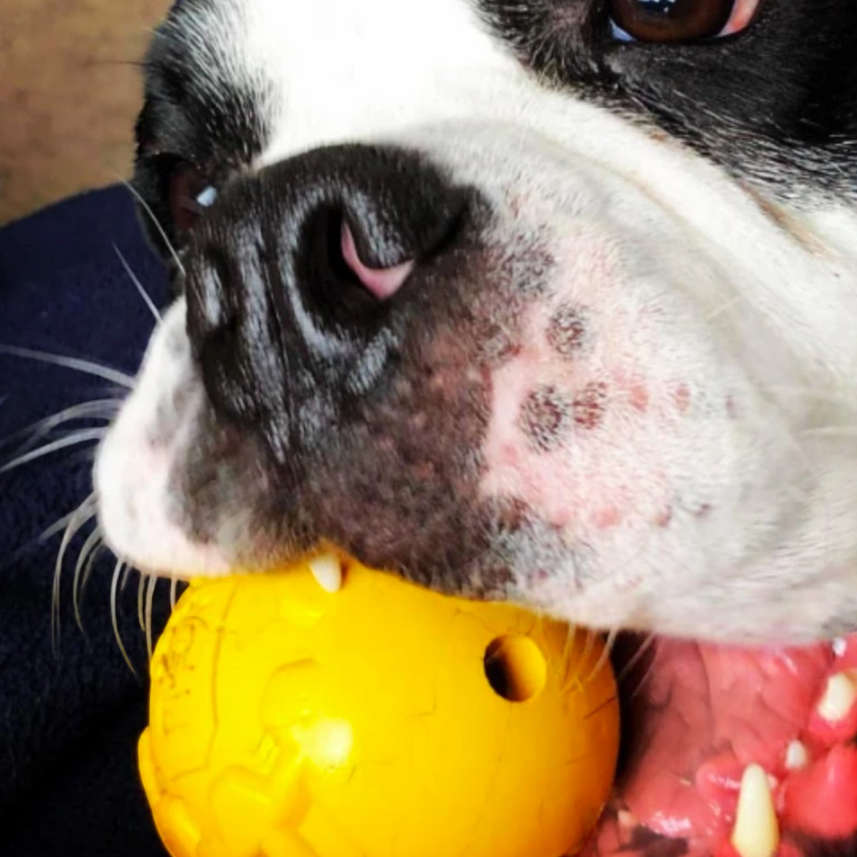 Industrial Dog Ball (Power Chewers)