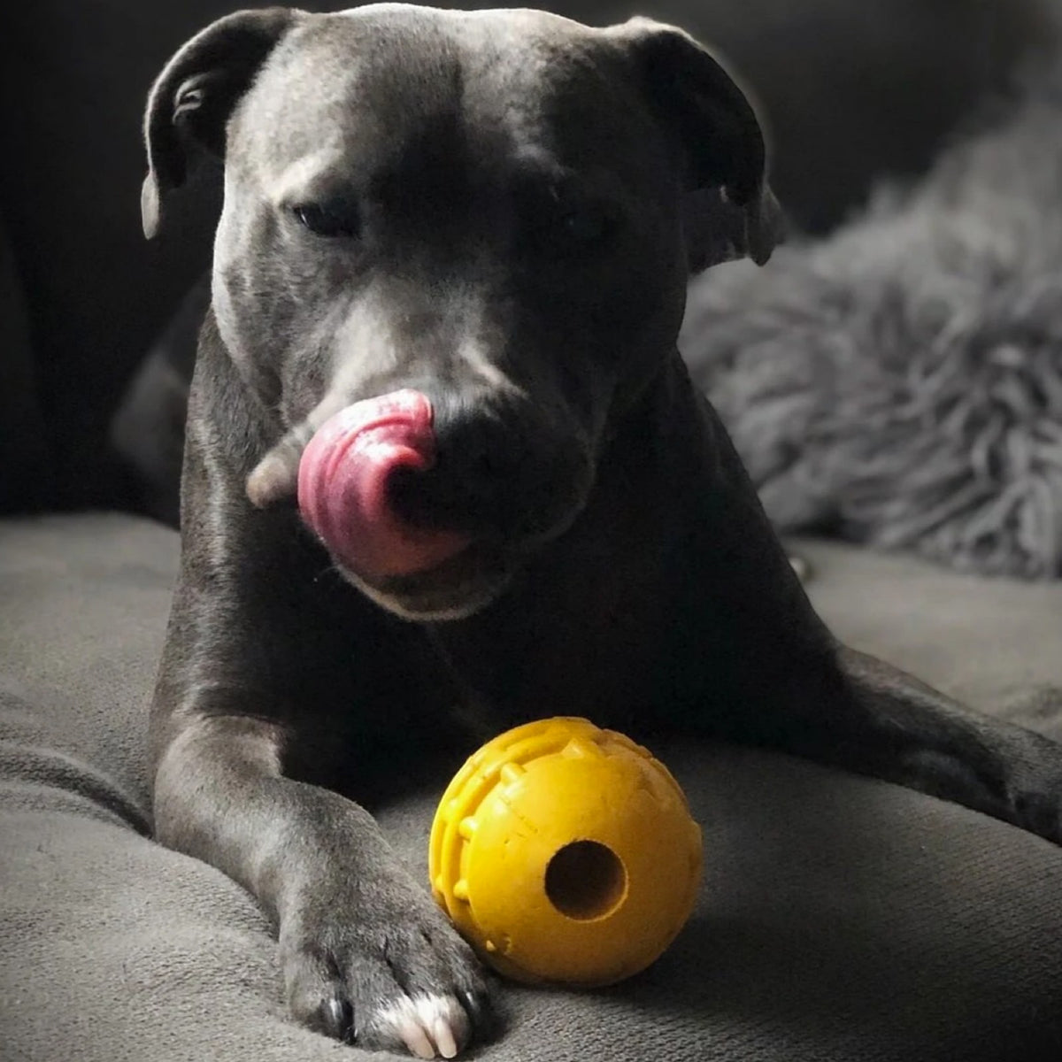 Industrial Dog Ball (Power Chewers)