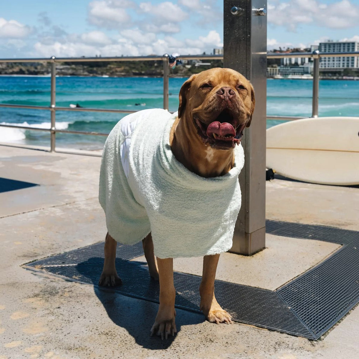 DOG Poncho