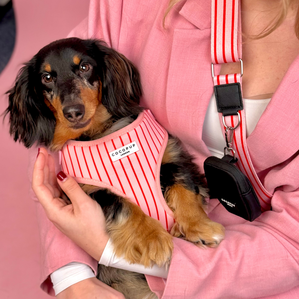 Bag Strap - Candy Stripe