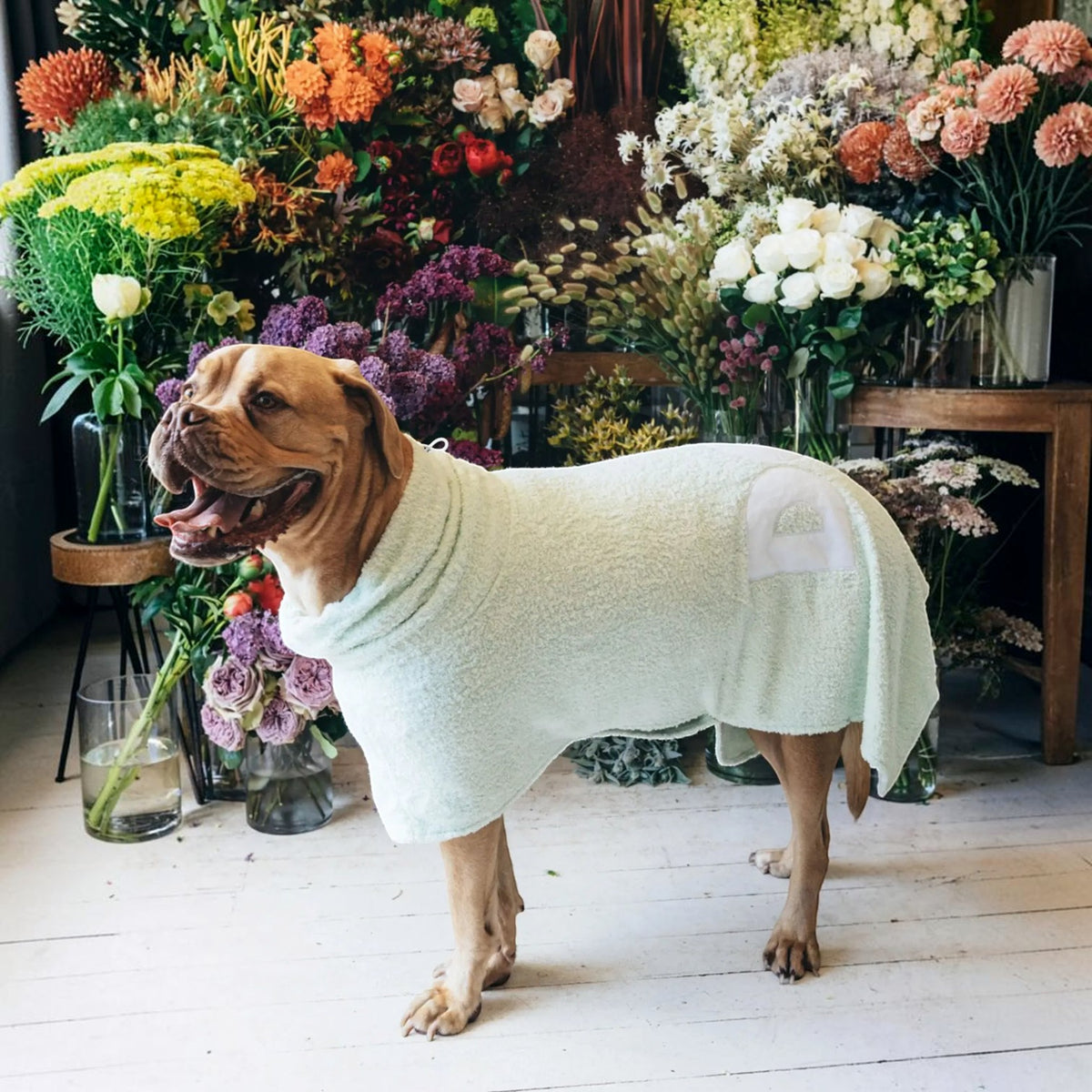 DOG Poncho