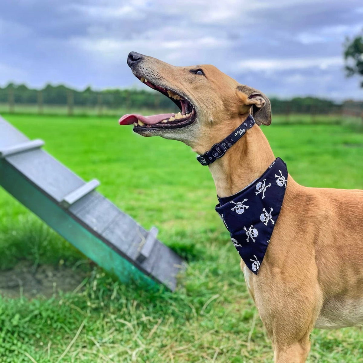 Black Skulls Puppy Dog Bandana - Handmade