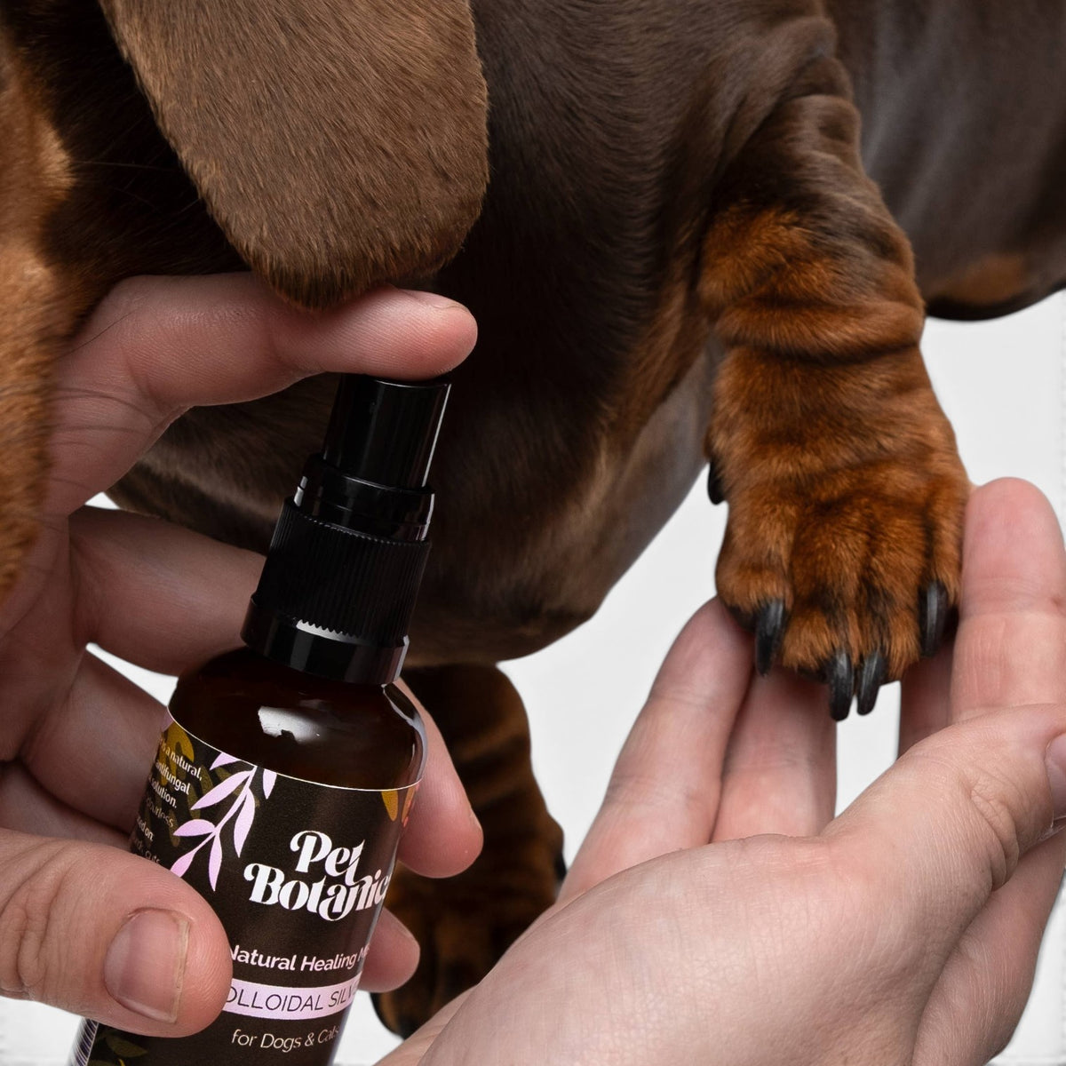 Colloidal Silver Healing Mist for Pets | Holistic, Natural