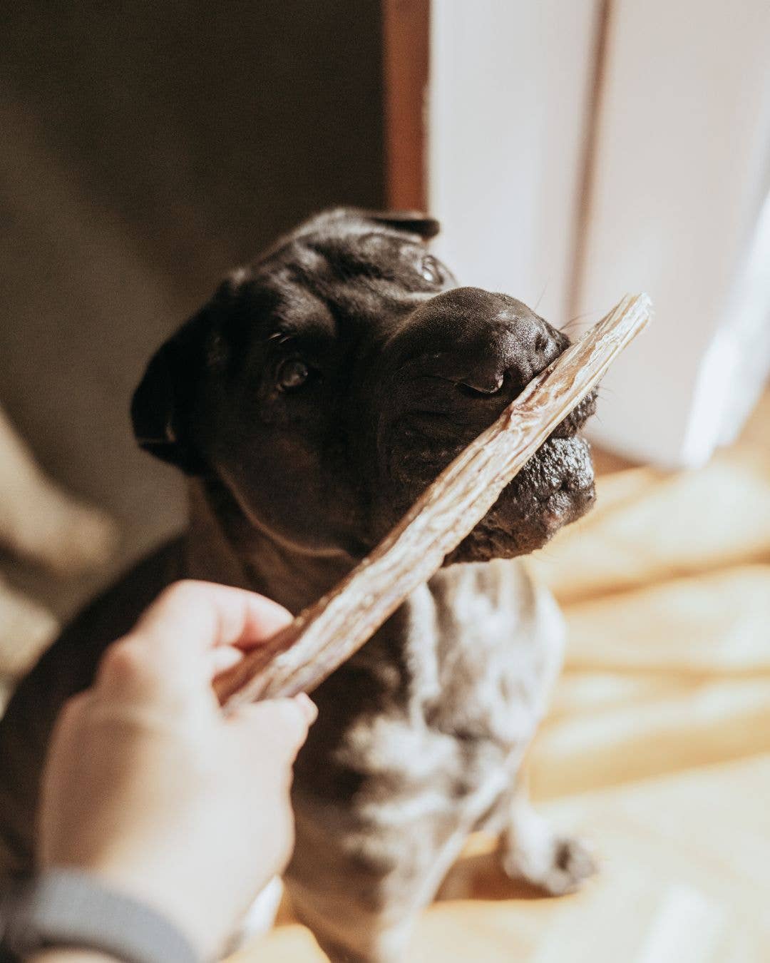 Extra Thick Bully Stick | Natural Dog Chew