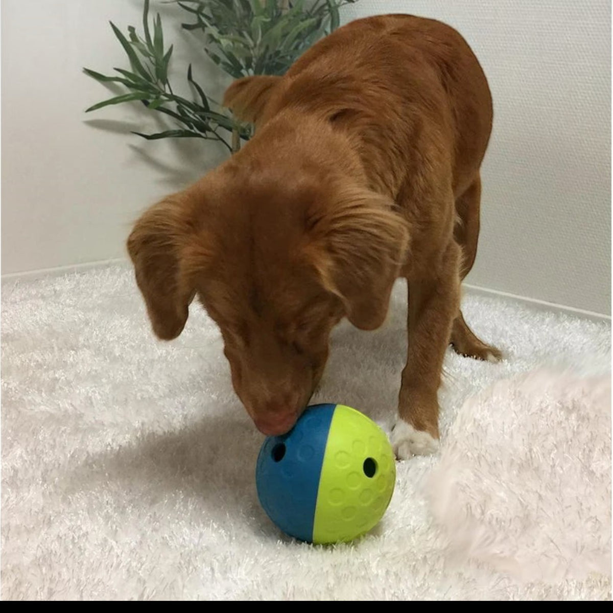 Small Treat Tumble Dog & Puppy Toy 10.5cm