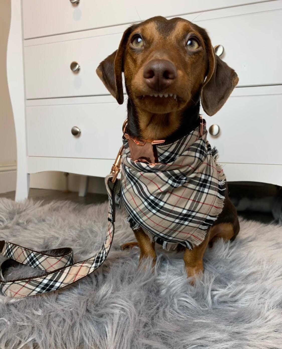 Frayed Barkberry Plaid Check Dog Bandana - Handmade