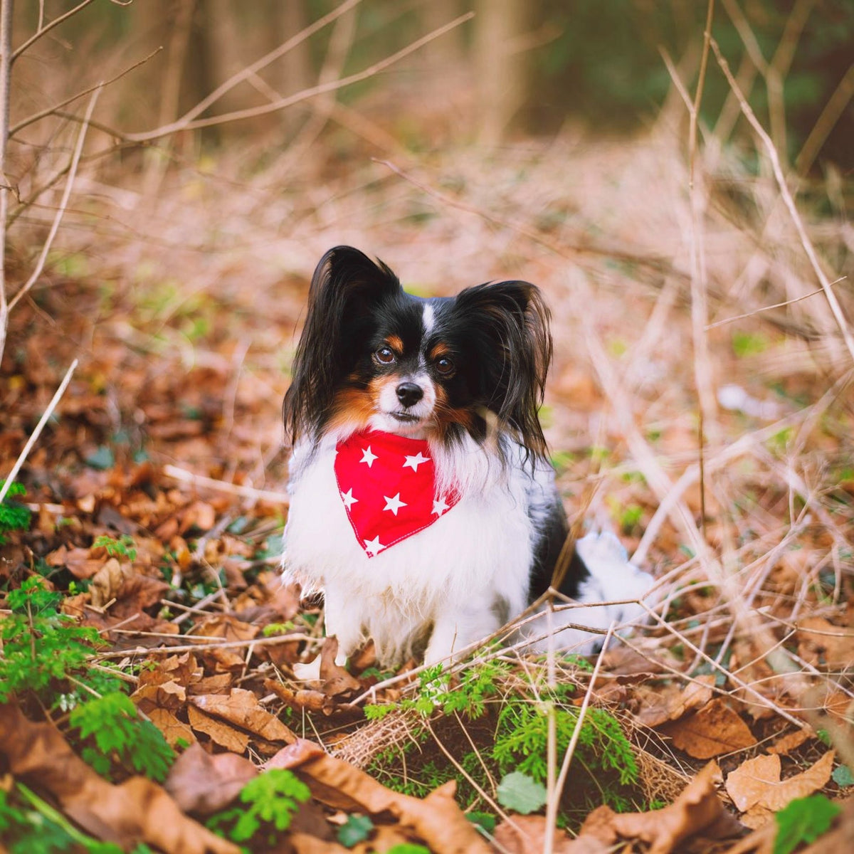 RED Star Puppy / Dog Tie on Bandana - Handmade