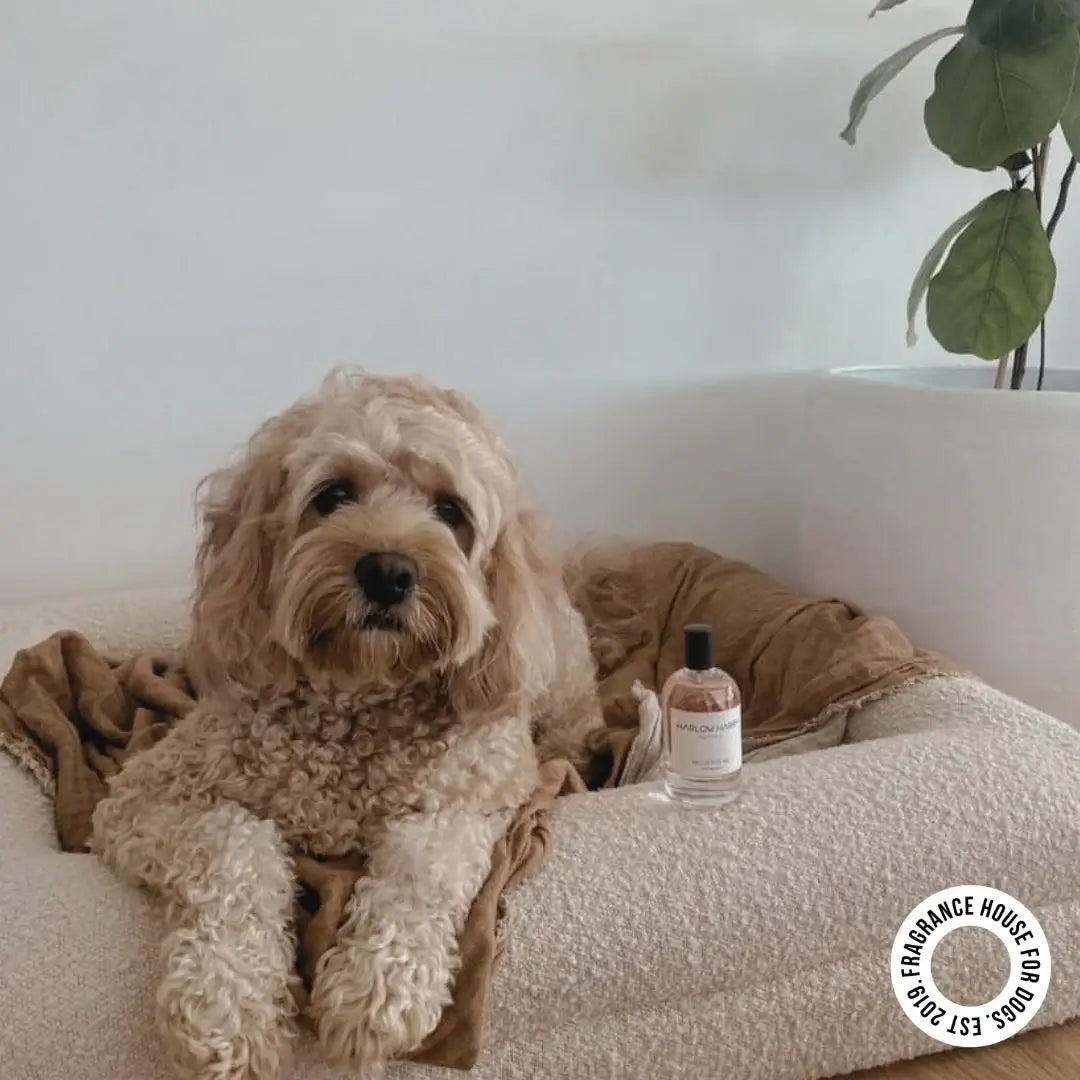 Dog Perfume | D'bacca 169