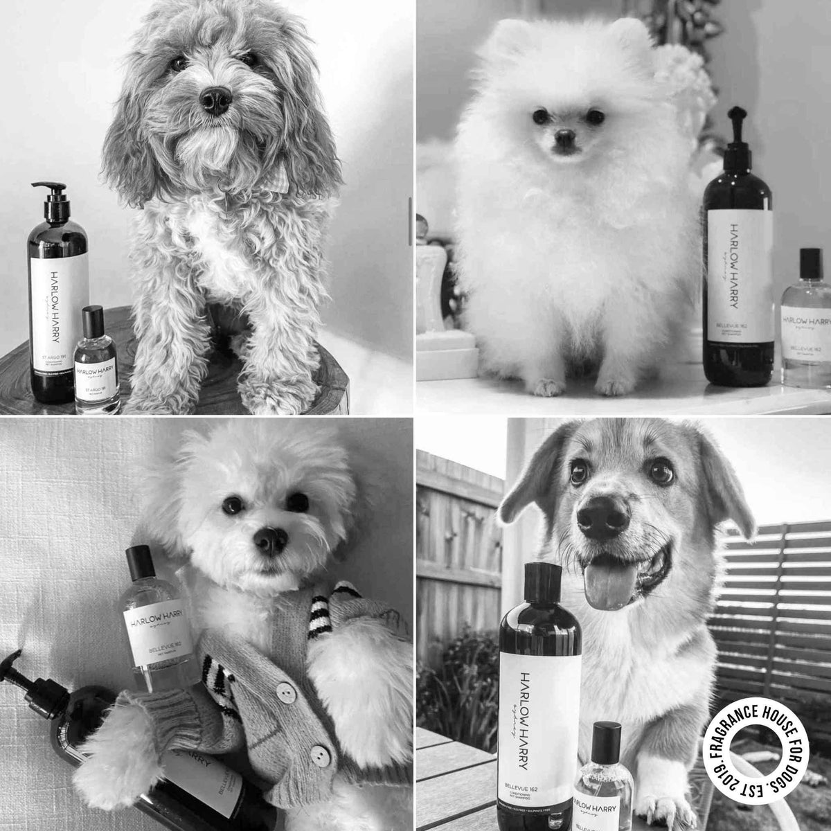 2-in-1 Conditioning Dog Shampoo | L'hermitage 37