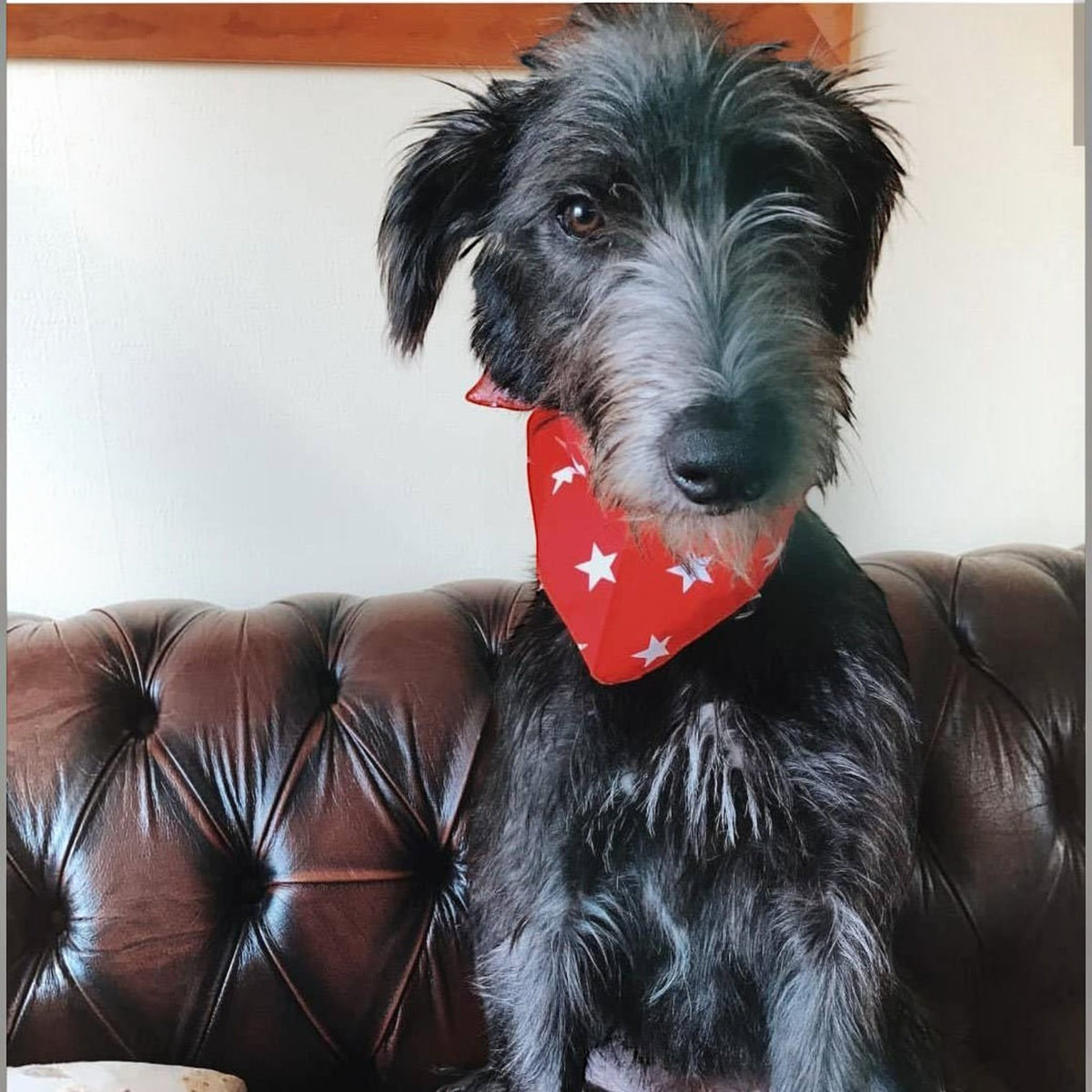 RED Star Puppy / Dog Tie on Bandana - Handmade