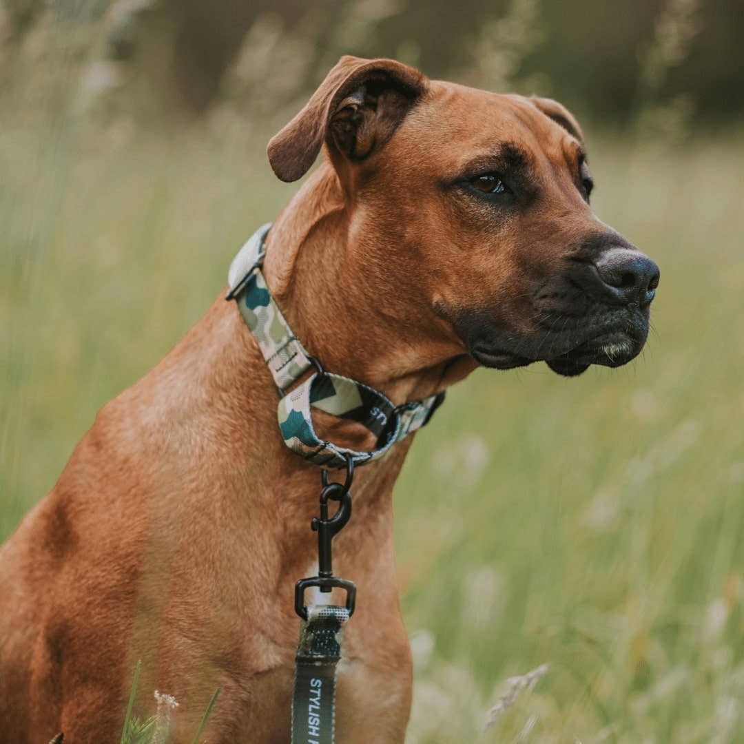 On Duty Martingale Training Collar