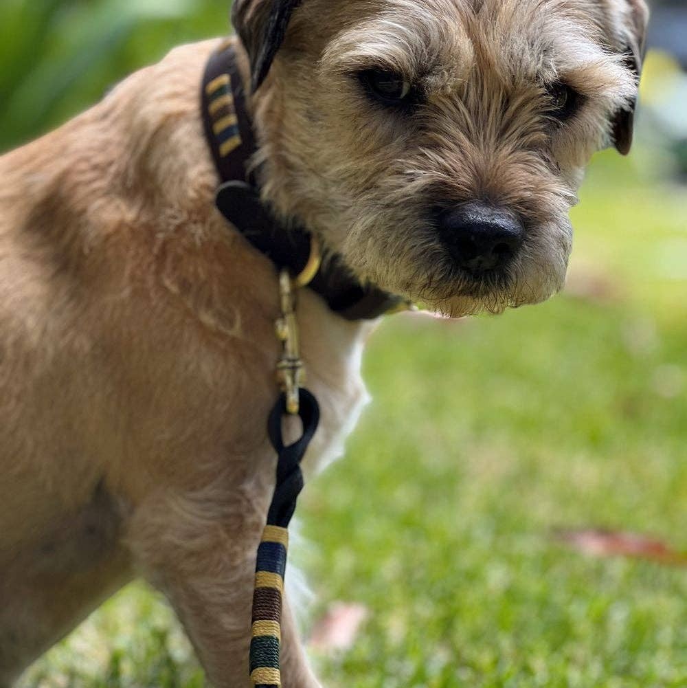 Polo Lead - Jinky